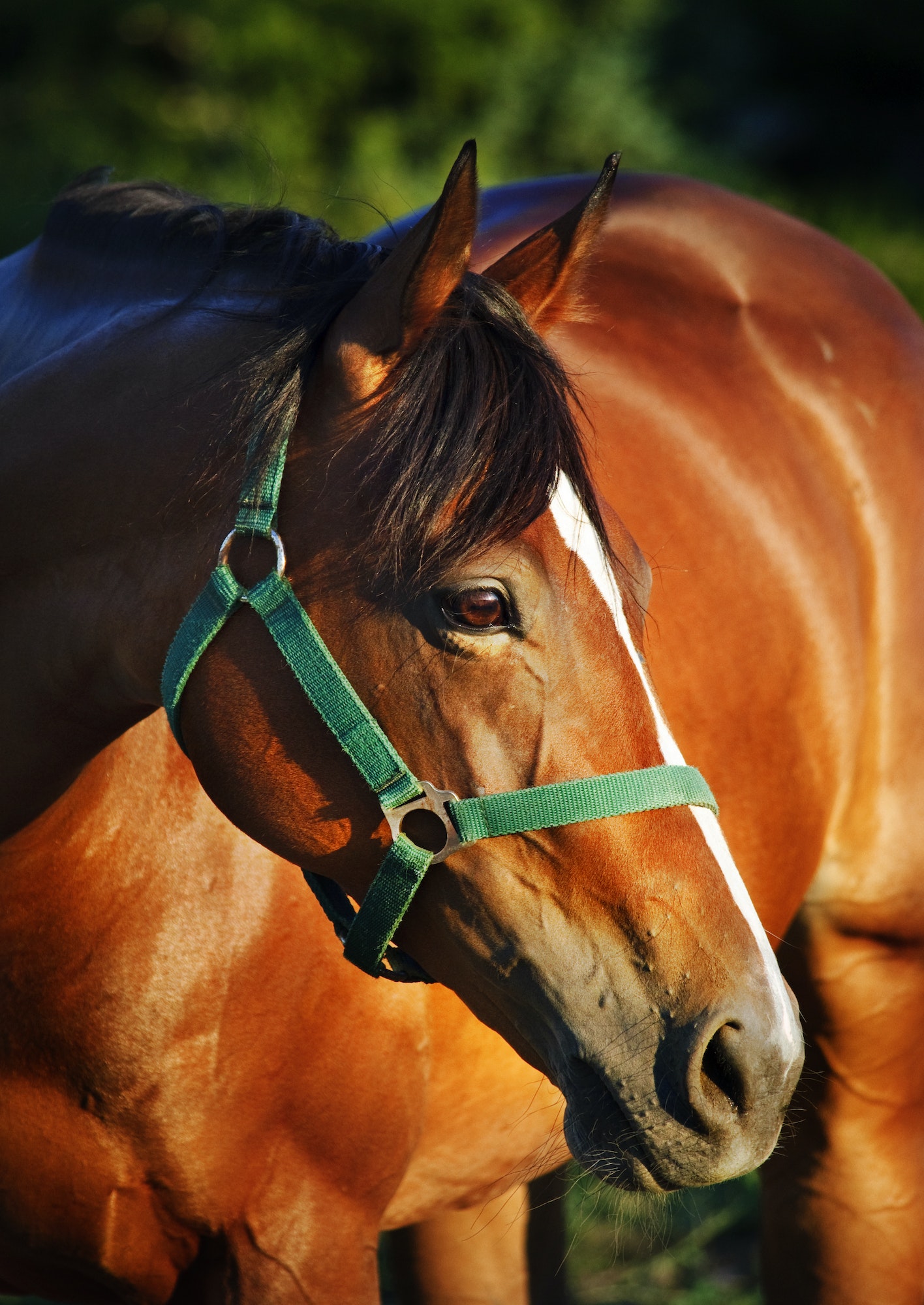 Chestnut horse